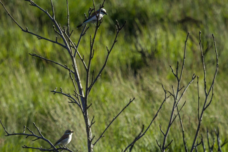 Couple de Pies-grièches écorcheurs